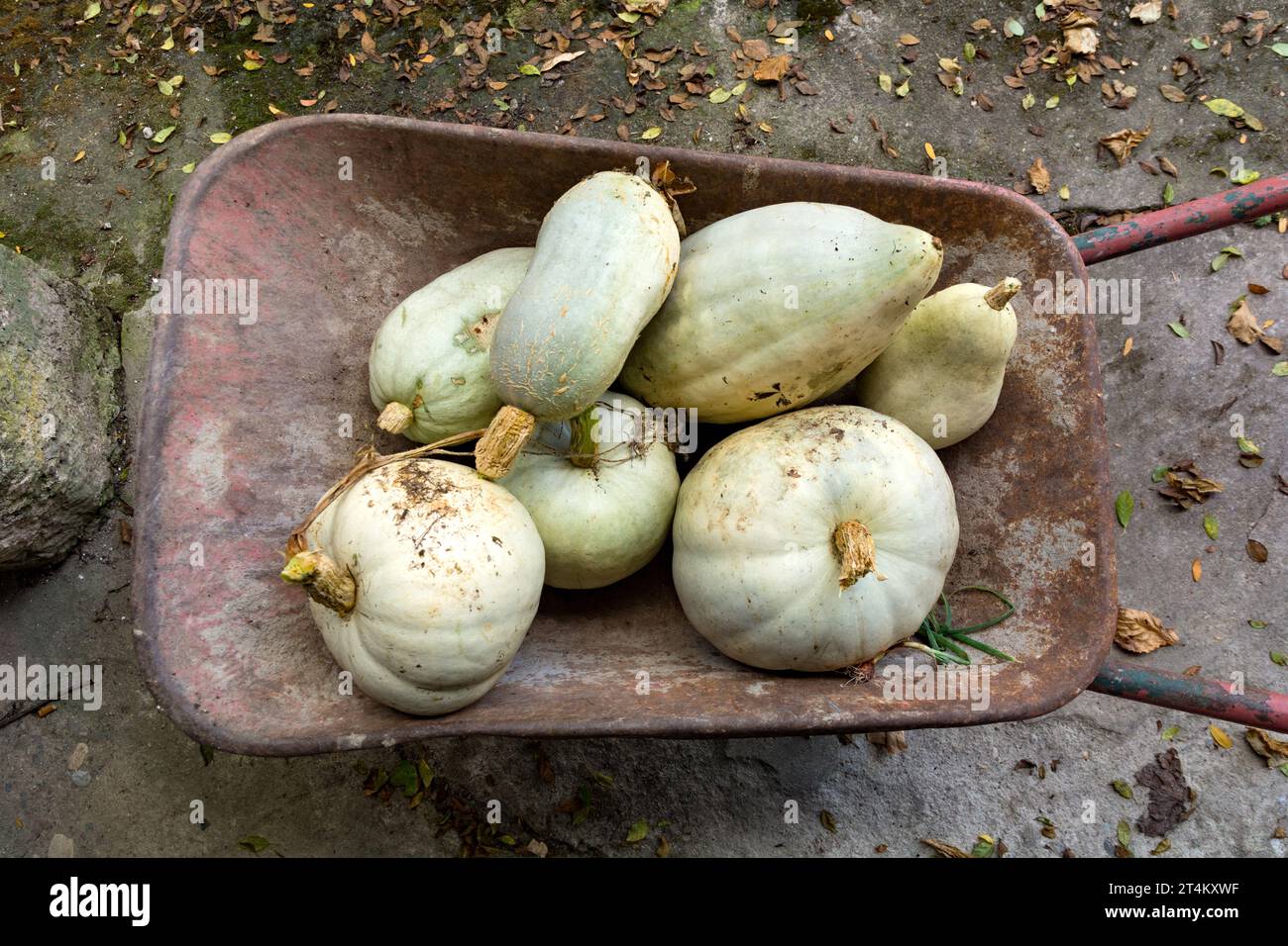 Weiße Kürbisse in rustikalen Metallkarren in einem ländlichen Hof an einem düsteren Herbsttag. Landwirtschaftliches Konzept, Draufsicht Stockfoto