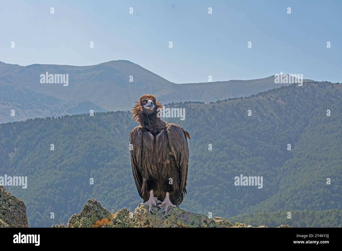 Cinereus Vulture (Aegypius monachus) auf einem Felsen in seinem natürlichen Lebensraum. Stockfoto