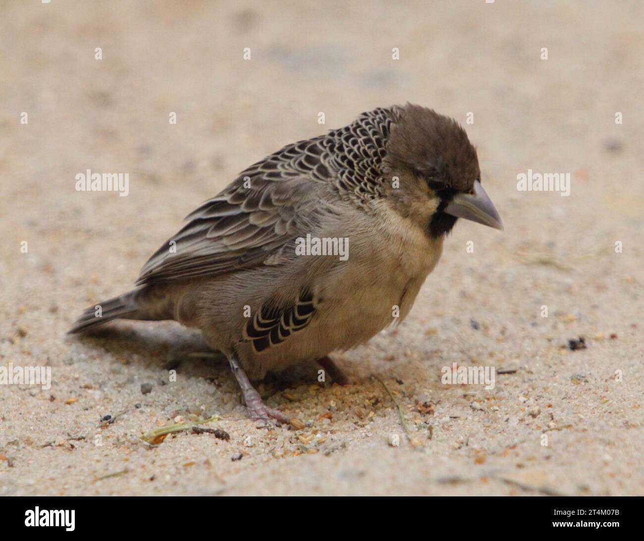 Der gesellige Weber (Philetairus socius), auch bekannt als der gemeine Sozialweber, gemeiner Sozialweber und Sozialweber, ist eine Art von BI Stockfoto