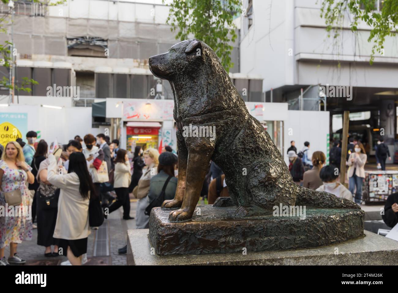 Tokio, Japan - 11. April 2023: Hachiko Bronzestatue am Bahnhof Shibuya mit nicht identifizierten Personen. Hachiko war ein japanischer Akita-Hund, an den er sich erinnerte Stockfoto
