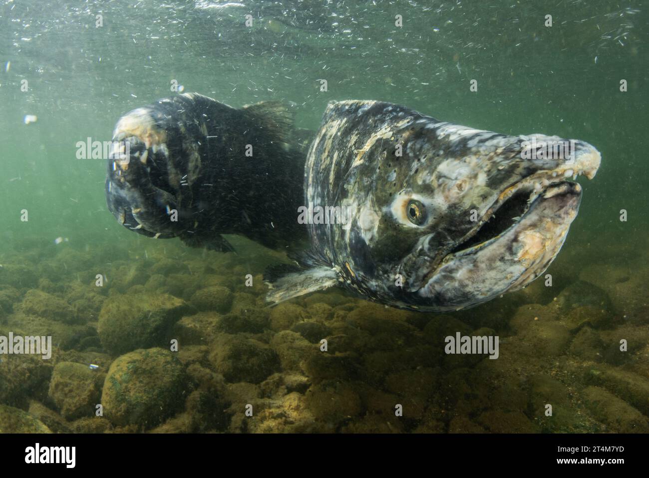 Der Chinook-Lachs (Oncorhynchus tshawytscha) ist eine bedrohte Art in Kalifornien, deren Lauf sie flussaufwärts ins Süßwasser führt, wo sie laichen und sterben. Stockfoto