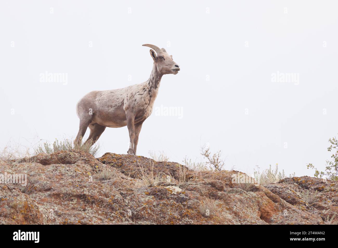 Desert Bighorn Sheep, Madera Canyon, Chupadera Mountsins, Socorro County, New Mexico, USA. Stockfoto