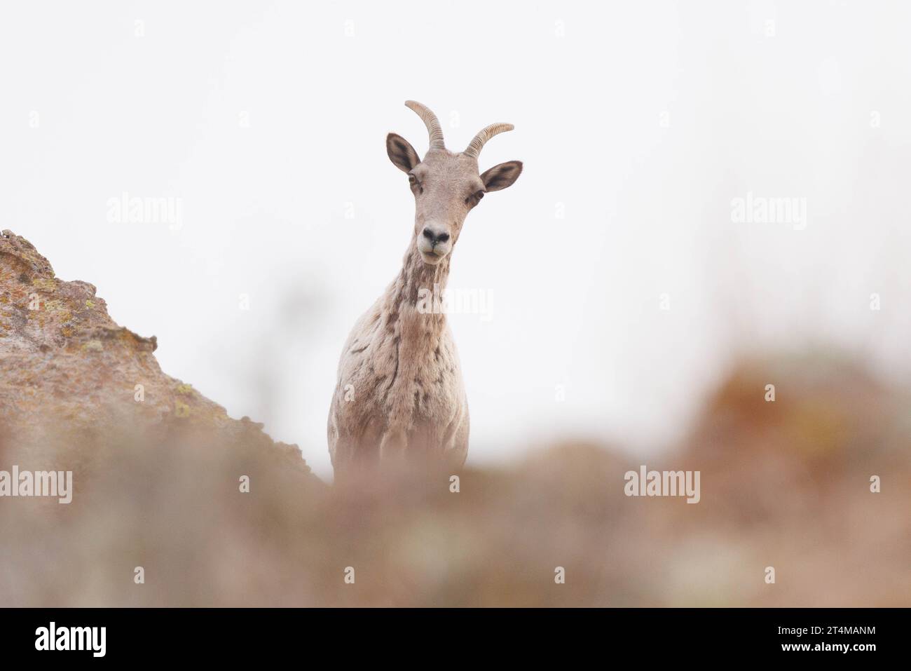 Desert Bighorn Sheep, Madera Canyon, Chupadera Mountsins, Socorro County, New Mexico, USA. Stockfoto