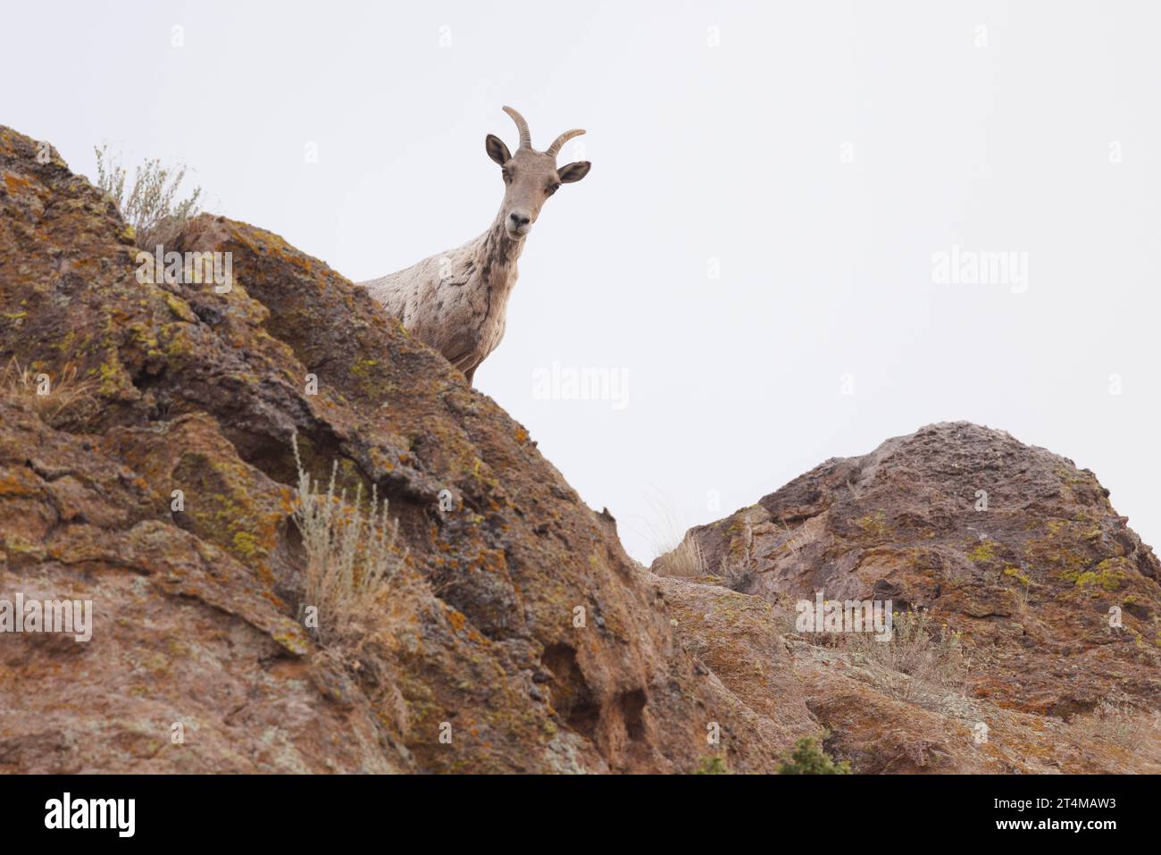 Desert Bighorn Sheep, Madera Canyon, Chupadera Mountsins, Socorro County, New Mexico, USA. Stockfoto