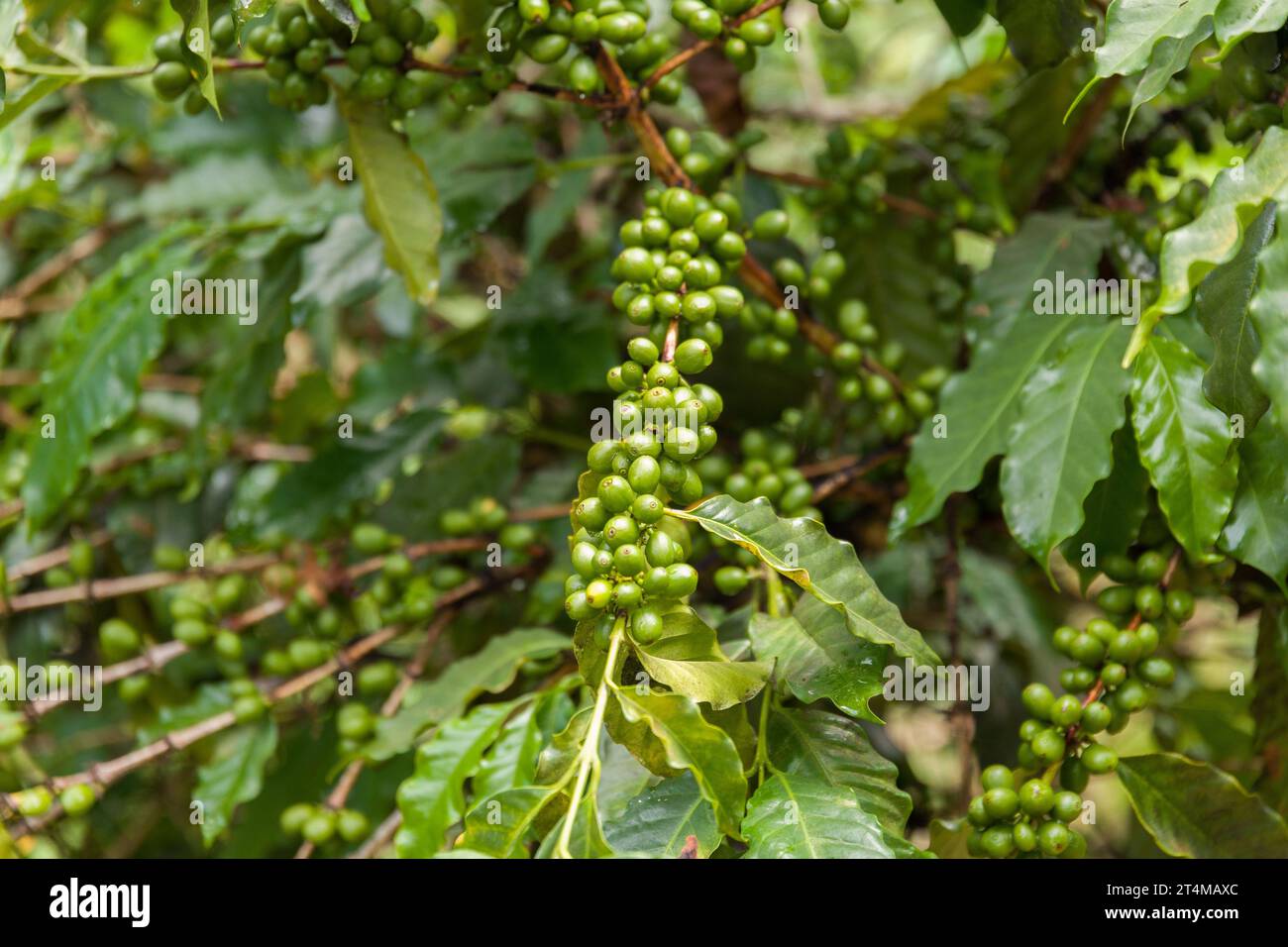 Eine Nahaufnahme von Clustern grüner Kaffeebohnen, die an einem Baumzweig hängen Stockfoto