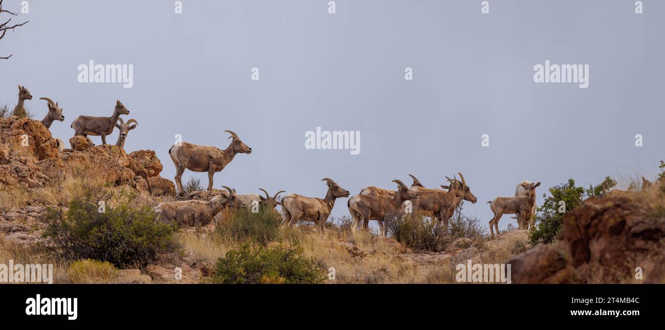 Desert Bighorn Sheep, Madera Canyon, Chupadera Mountsins, Socorro County, New Mexico, USA. Stockfoto