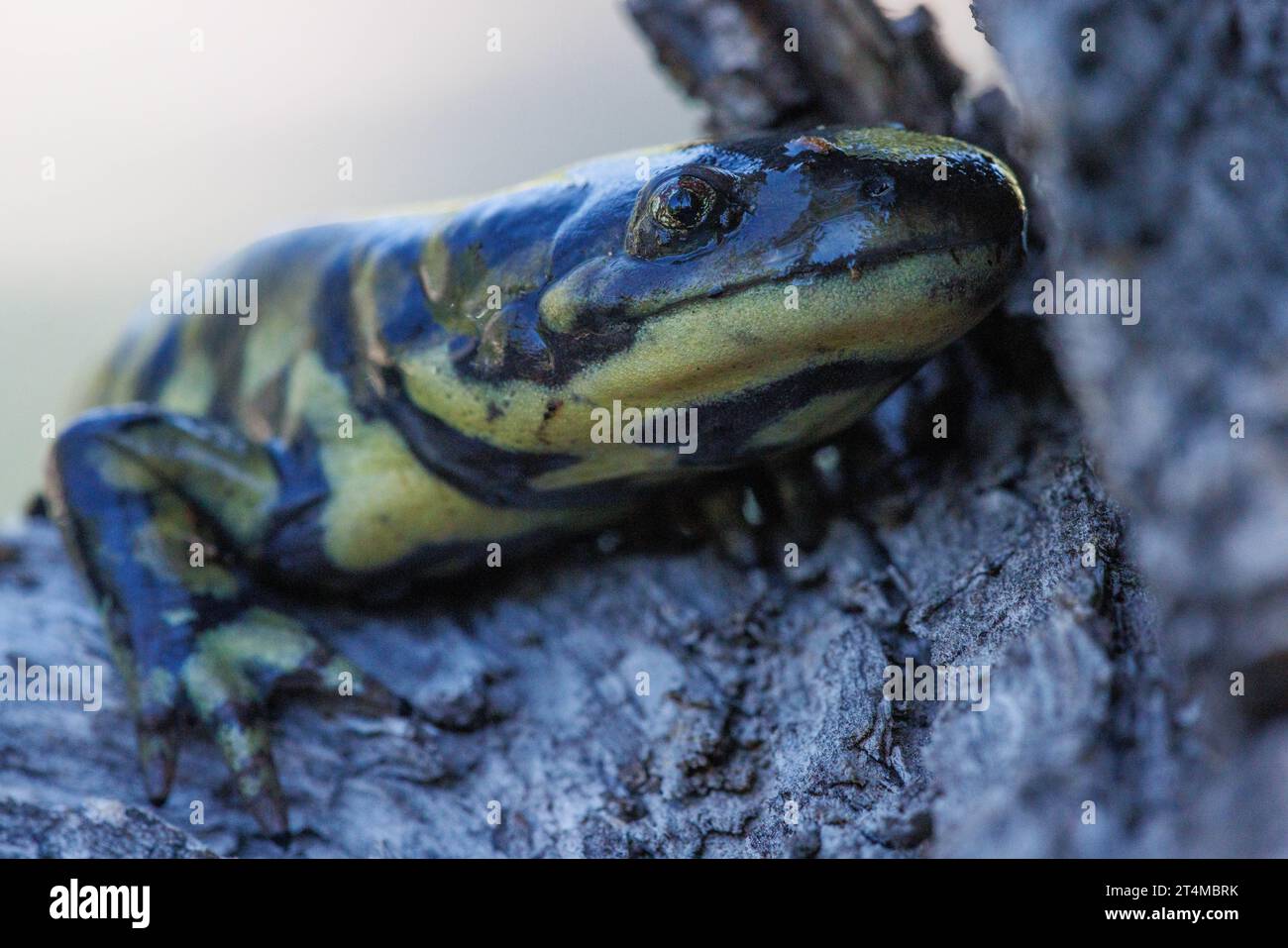 Arizona Tiger Salamander, Catron County, New Mexico, USA. Stockfoto