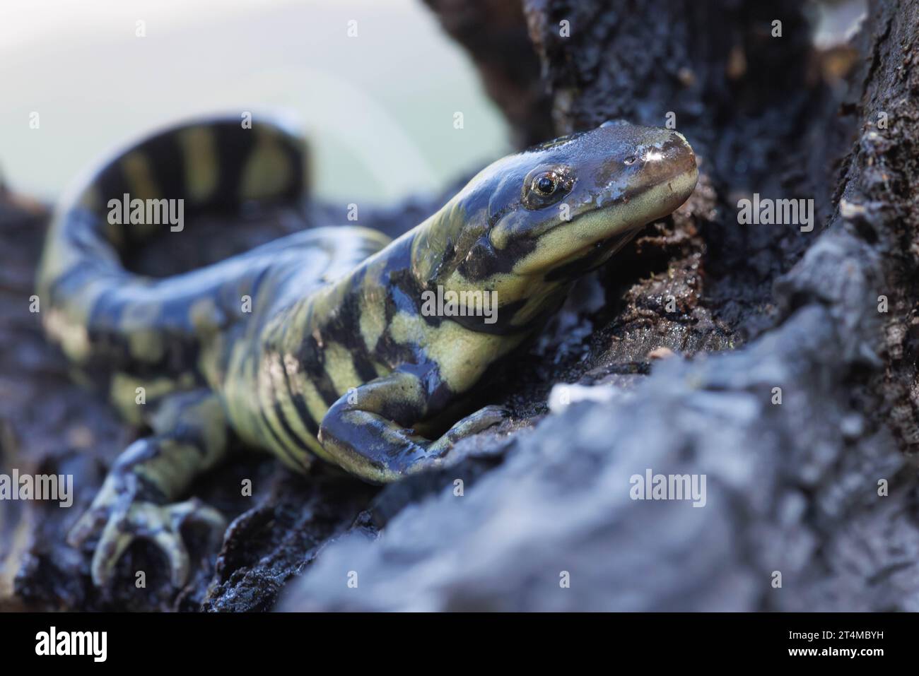 Arizona Tiger Salamander, Catron County, New Mexico, USA. Stockfoto