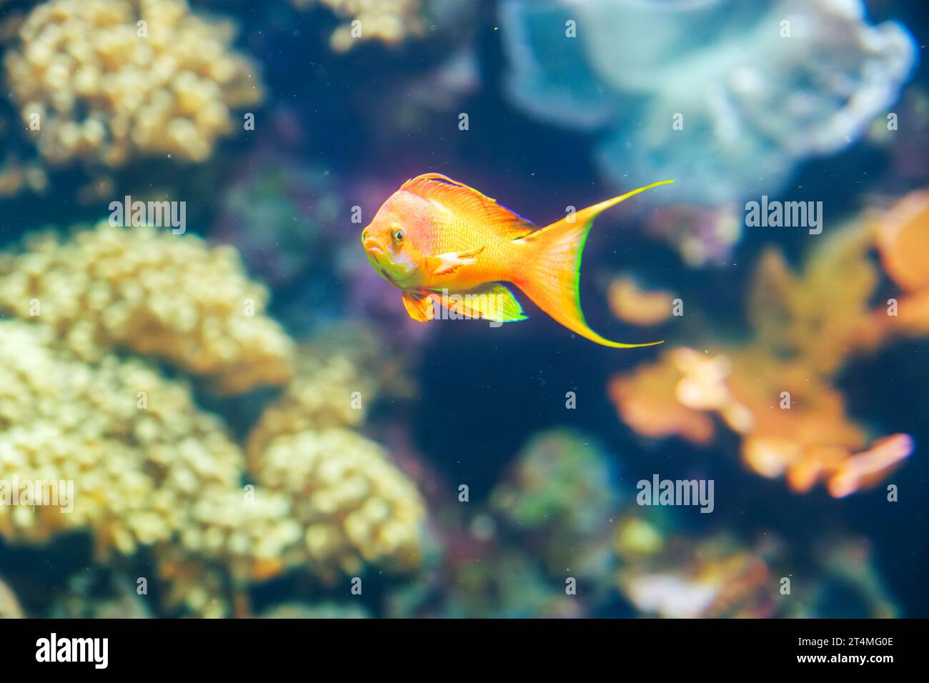 Flossenfische Anthias unter Wasser Stockfoto