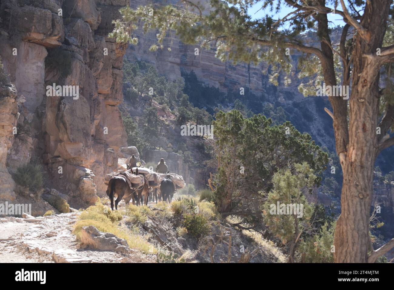 Ende des Pack Maultierzugs, der den südlichen Kaibob Trail im Grand Canyon National Park in der Nähe eines wacholderbaums aufsteigt Stockfoto