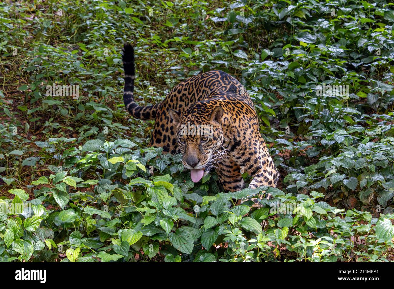 Der jaguar (Panthera onca) spaziert in tropischer Natur Stockfoto