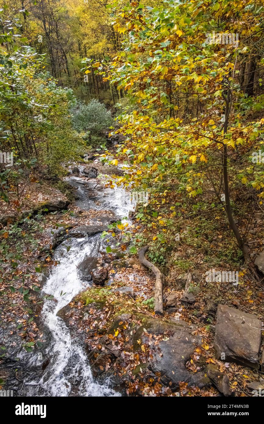 Im Amicalola Falls State Park in Dawsonville, Georgia, liegt der kaskadierende Bach mit Herbstlaub unter den Hauptfällen. (USA) Stockfoto