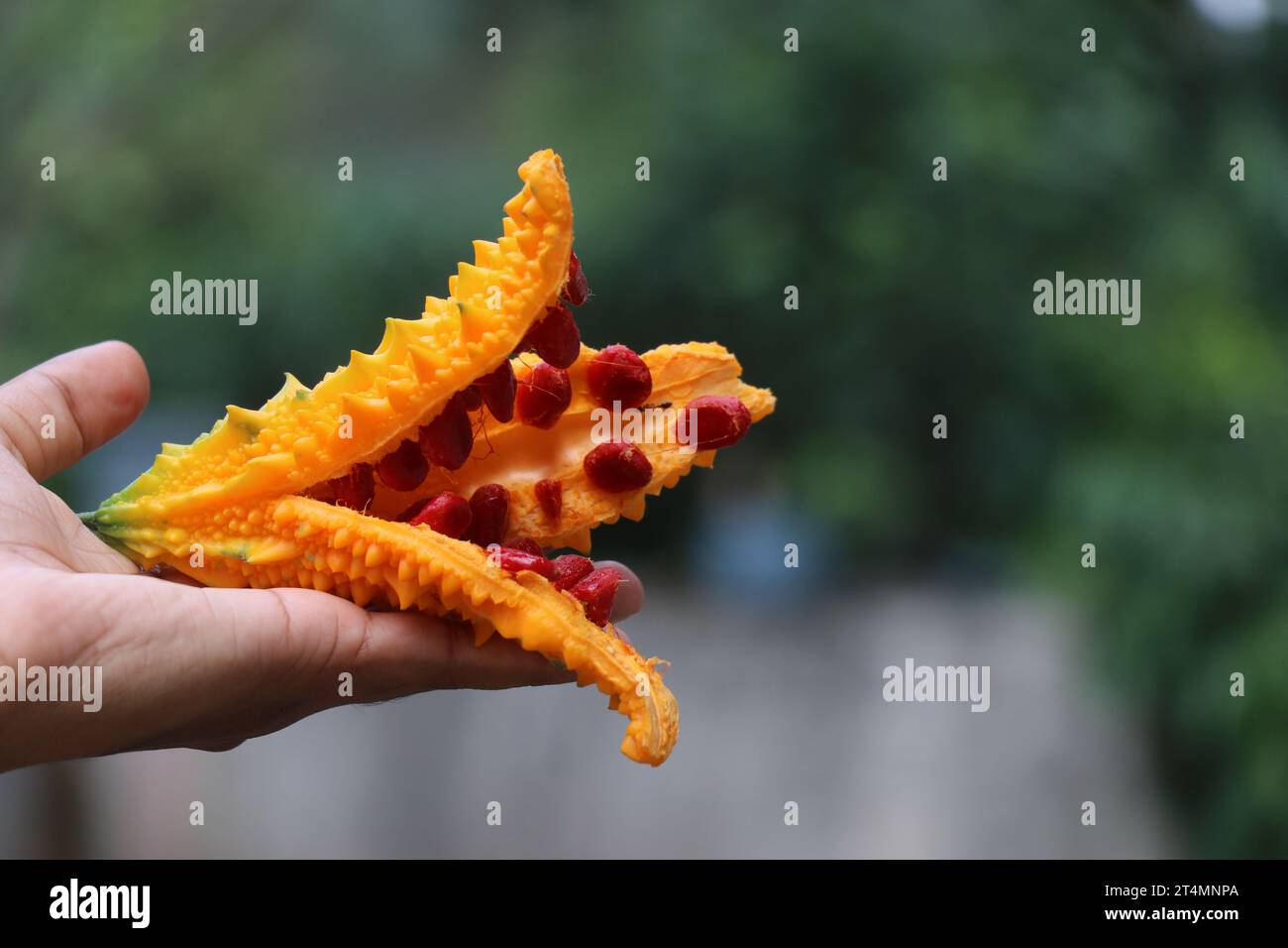 Reifer bitterer Kürbis ist als Bittermelone bekannt, die in der Hand auf einem natürlichen Hintergrund gehalten wird Stockfoto