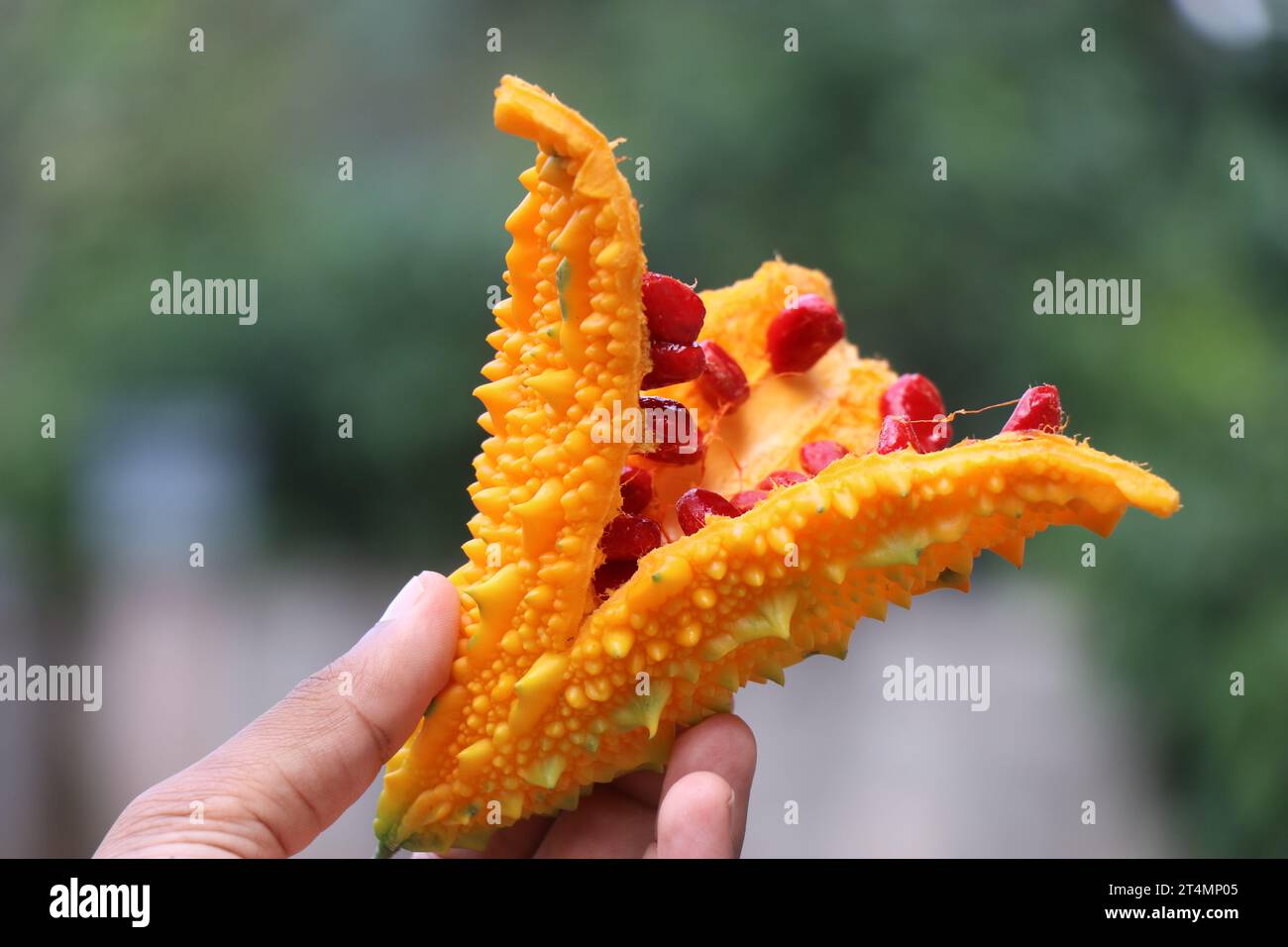 Bitterkürbis im Reifen Zustand ändert seine Farbe von Grün zu Gelb und beginnt, seine Samen zu verbreiten Stockfoto