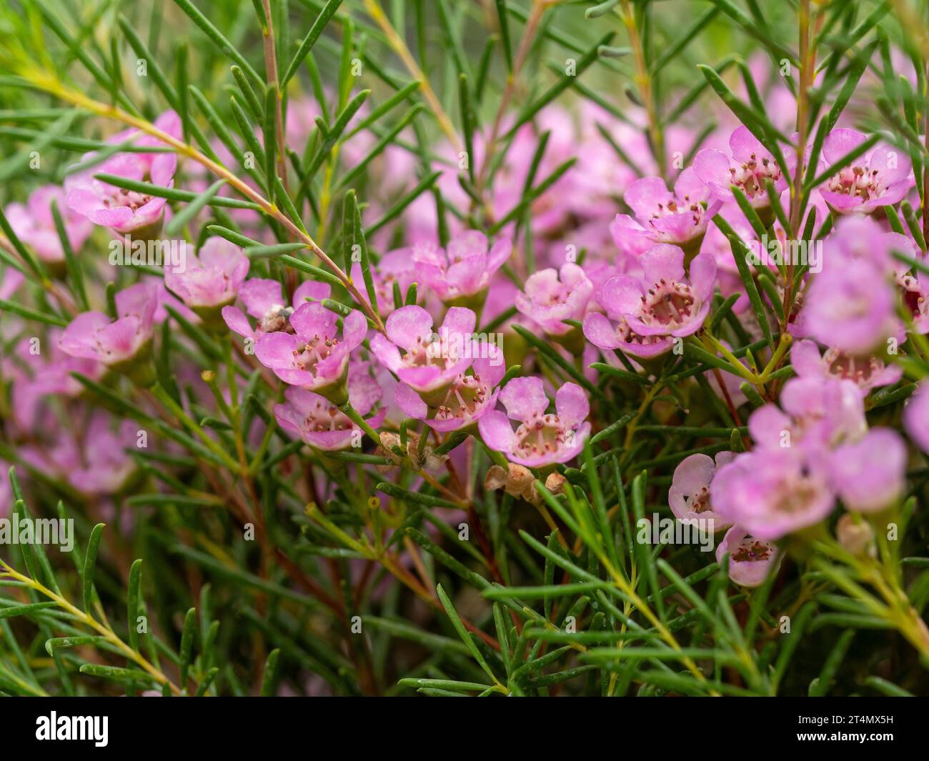 Geraldton Wax, Chamelaucium uncinatum, rosa malvenfarbene Wachsblumen auch Wachsblumen genannt Stockfoto