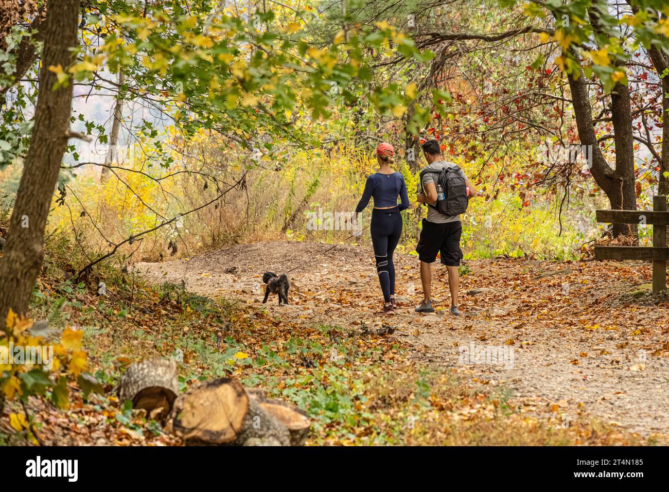Ein Paar spaziert mit ihrem Hund auf dem Amicalola Falls Loop Trail durch das Herbstlaub im Amicalola Falls State Park in den Blue Ridge Mountains in Georgia. (USA) Stockfoto