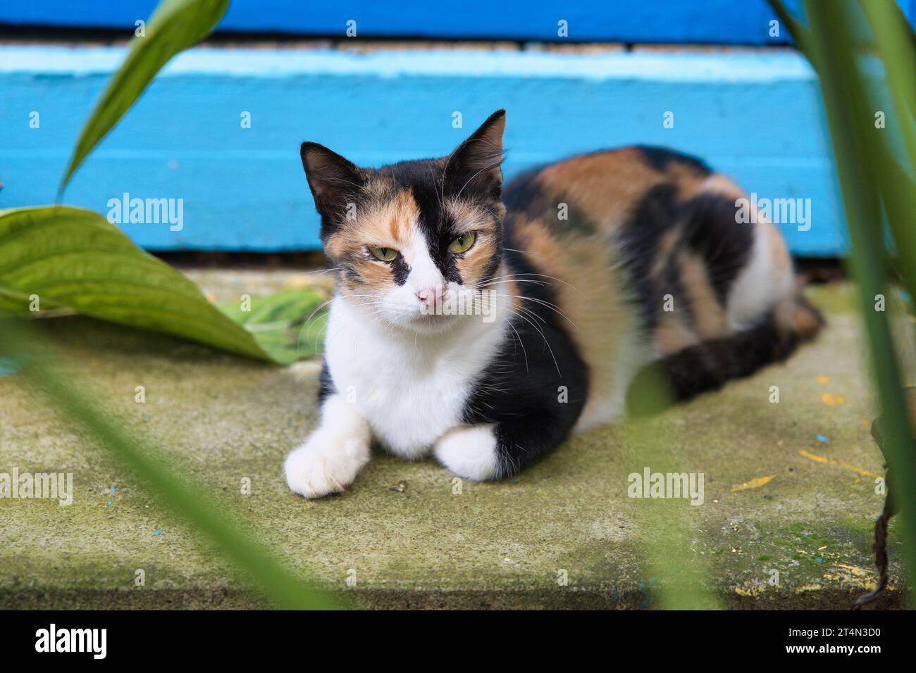 Schöne Calico-Katze, mehrfarbige Katze, die auf der Stufe ruht Stockfoto