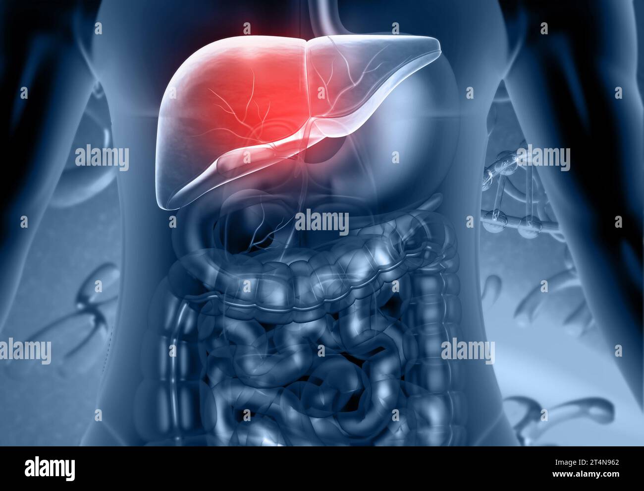 Leberanatomie des menschlichen Verdauungssystems. 3D-Rendering Stockfoto