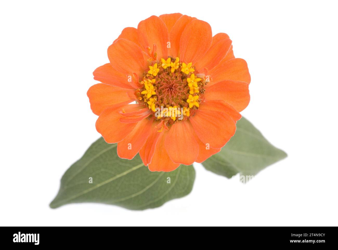 Verzierung mit Blumenmuster isoliert auf weißem Hintergrund Stockfoto