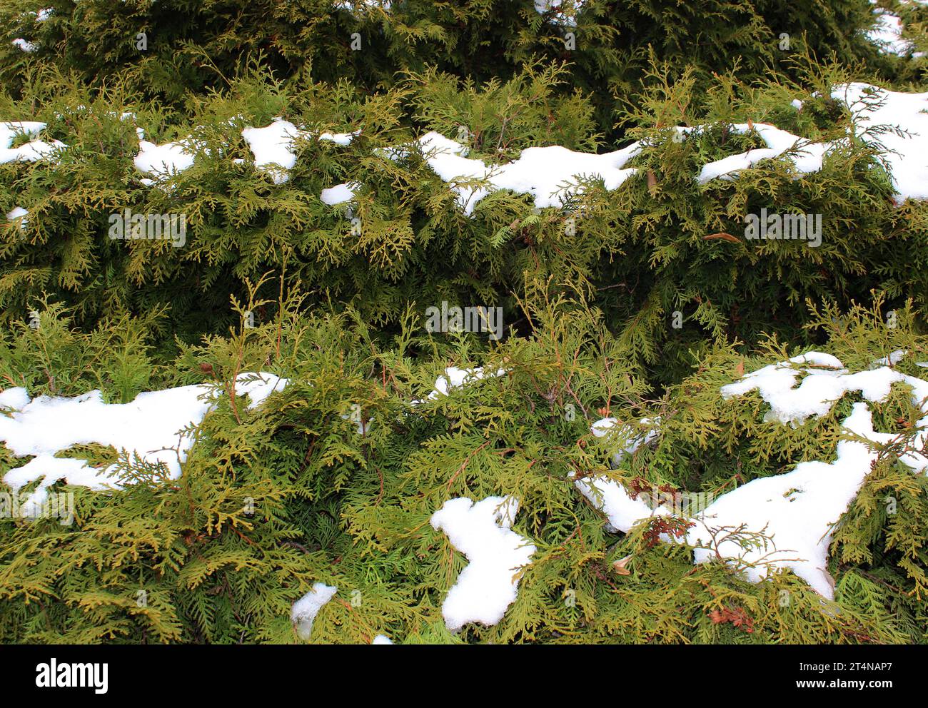 Immergrüne Hecke in Form von Stufen, bedeckt mit Schneekappen Textur Hintergrund Stockfoto