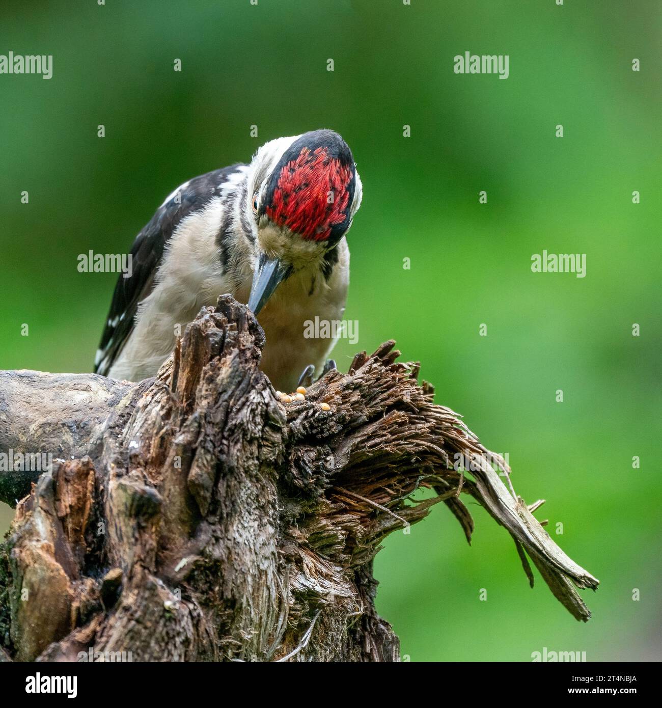 Großer Spechte Dendrocopos Major, Männchen dieses großen Vogels sitzt auf Baumstumpf, rote Federn, grüner diffuser Hintergrund, wilde Naturszene Stockfoto