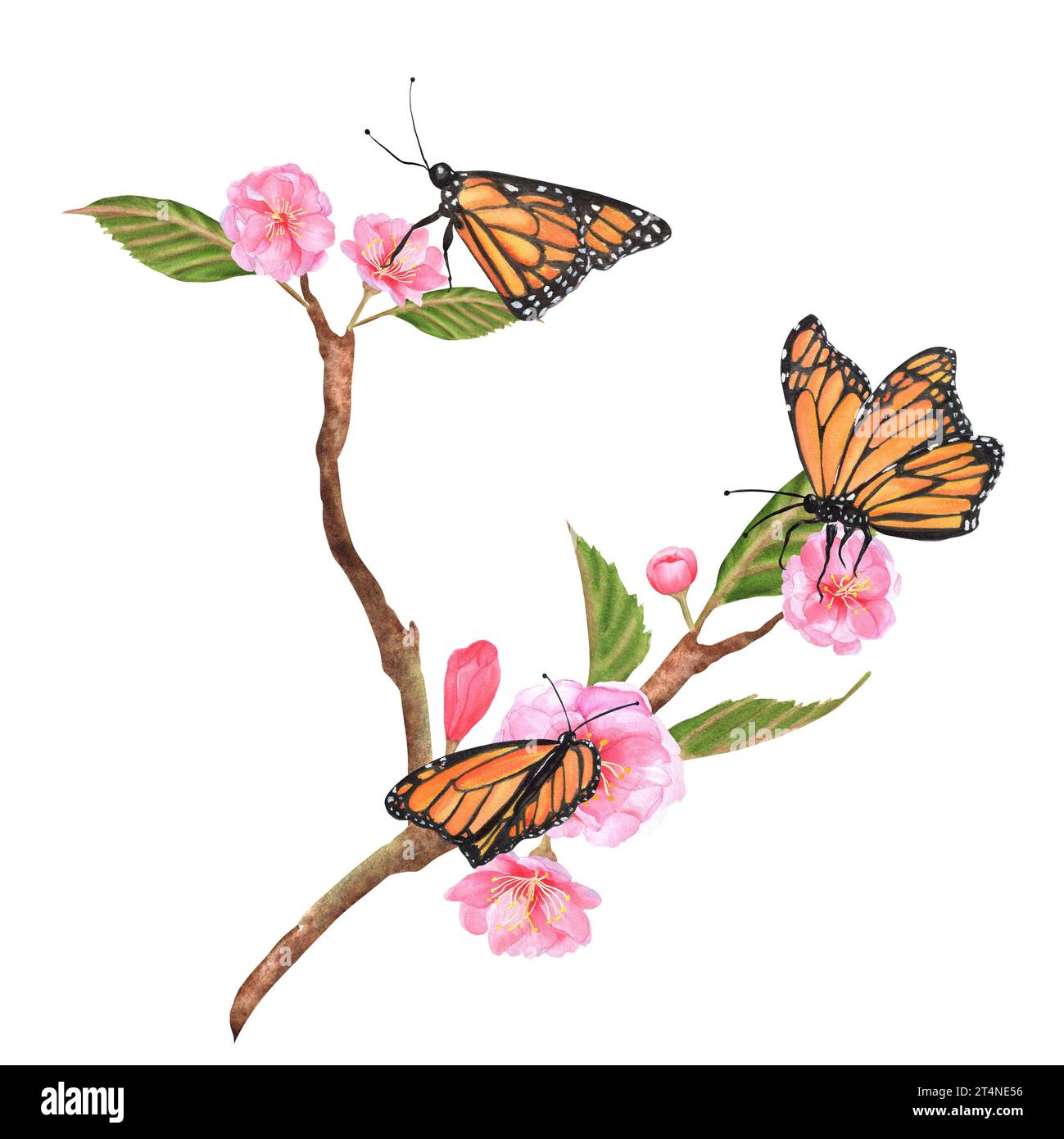 Handgezeichnete Aquarellbilder. Sakura-Zweige mit rosa Blüten und grünen Blättern und Schmetterlingen darauf Stockfoto