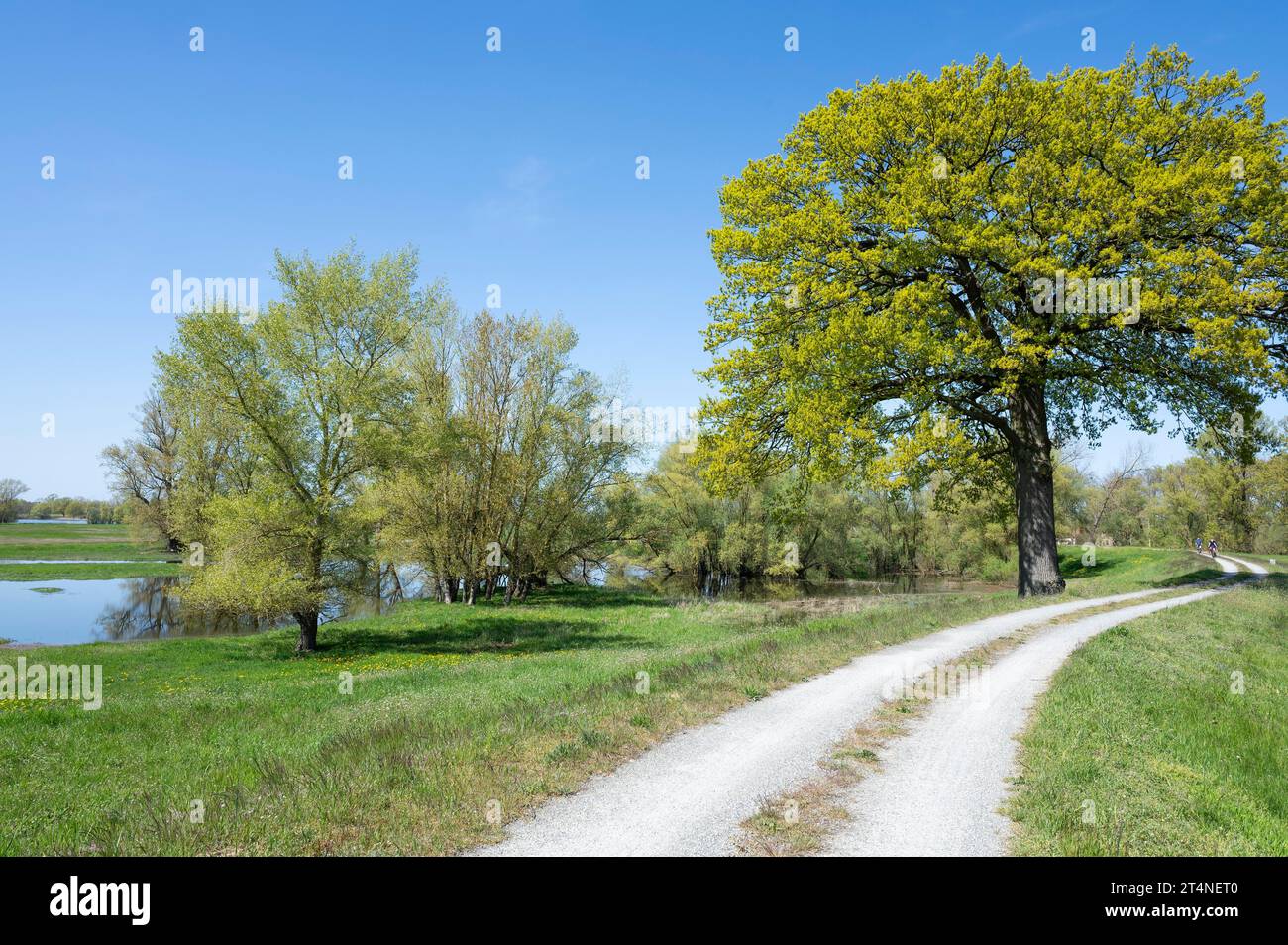 Straße am Deich, Englische Eiche (Quercus robur), Radfahrer, Elbtalaue, Biosphärenreservat Elbe, Brandenburg Stockfoto