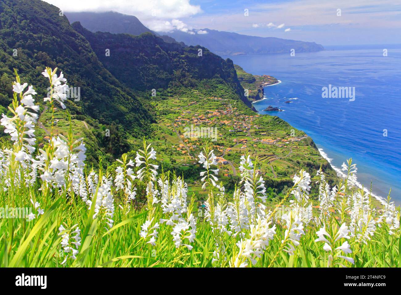 Blick vom Aussichtspunkt Miradouro da Beira da Quinta auf Sao Jorge, weiße Lilien Nordküste, Madeira Insel, Atlantik, Küste Stockfoto