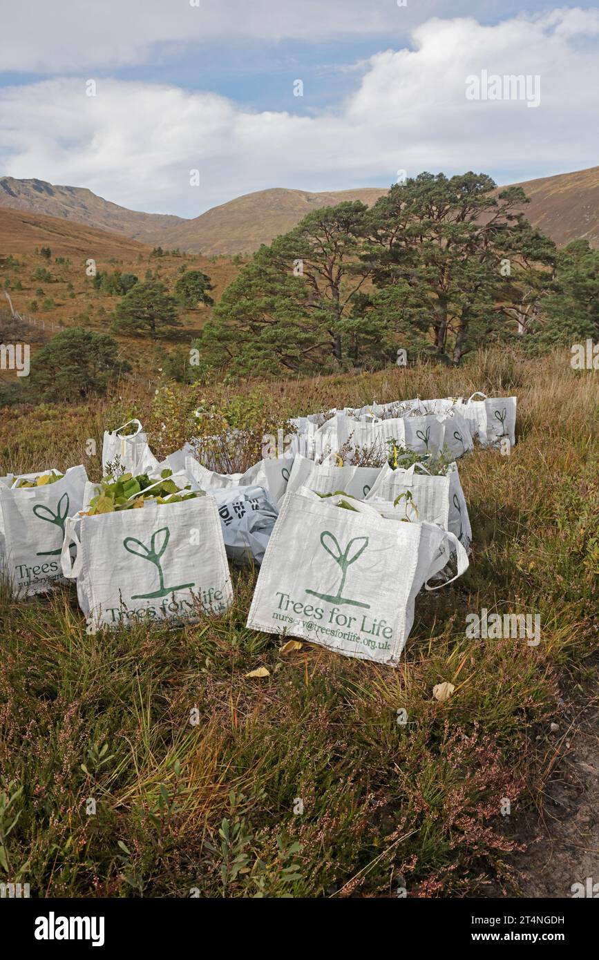 Bäume für Lebenssäcke mit jungen Bäumen in Glen Affric Highlands Schottland Großbritannien Stockfoto