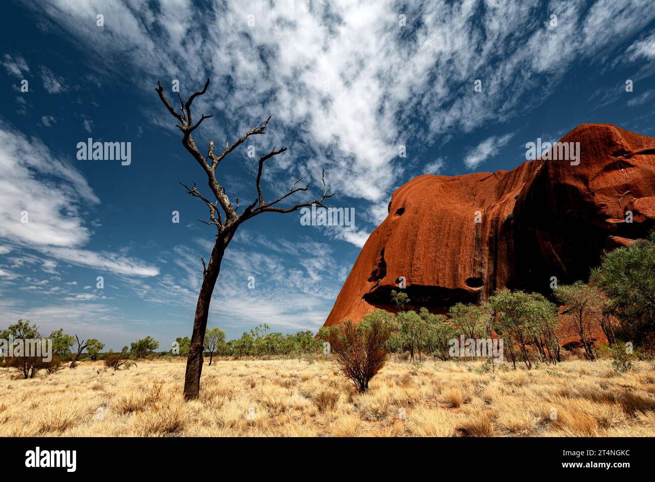Uluru und ein toter Baum unter wunderschönen Wolken. Stockfoto