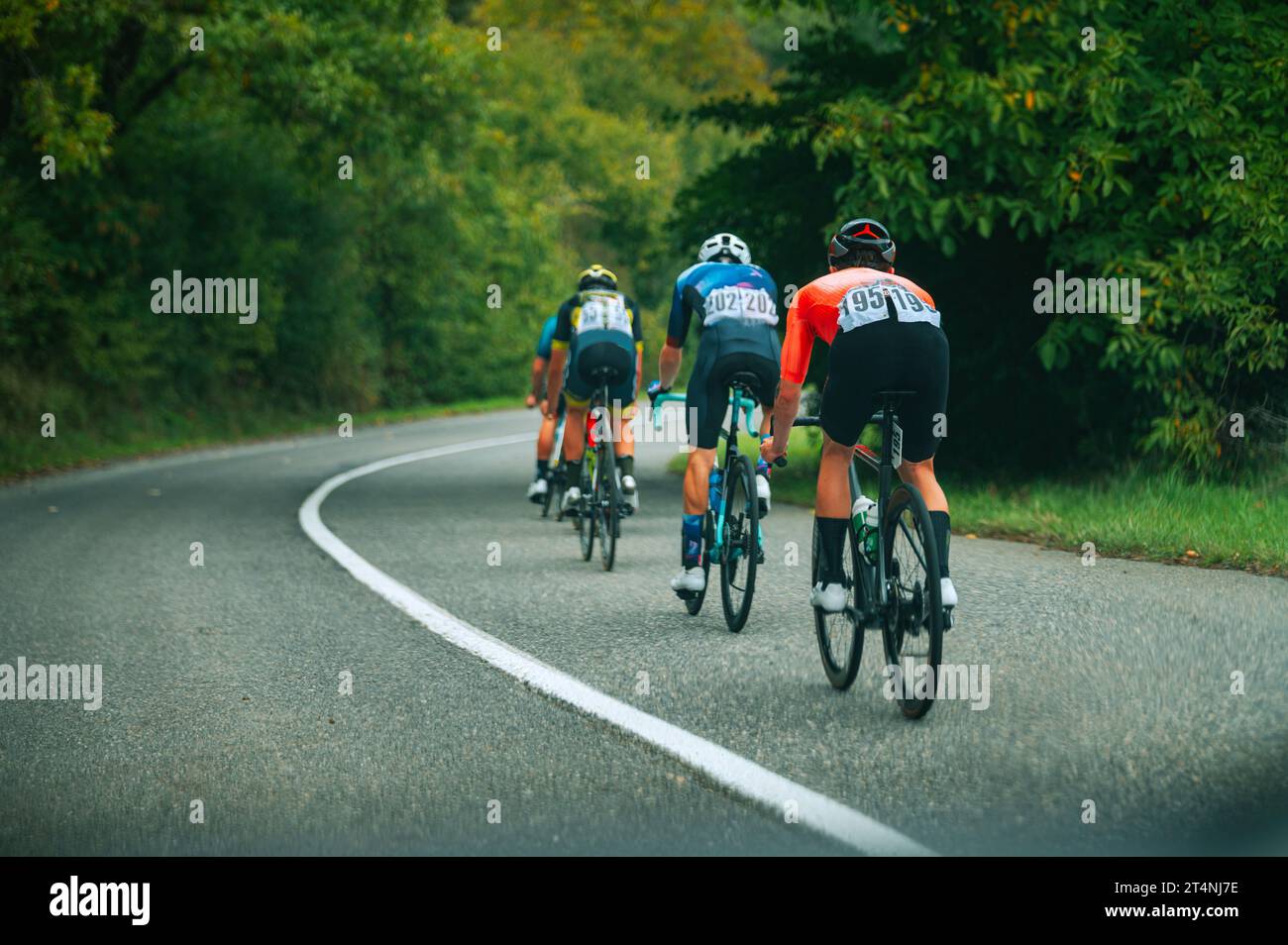 Radrennen auf der Straße. Gruppe von Radfahrern, die in grüner Sommernatur das Peloton jagen. Sportfoto, Leerzeichen bearbeiten Stockfoto