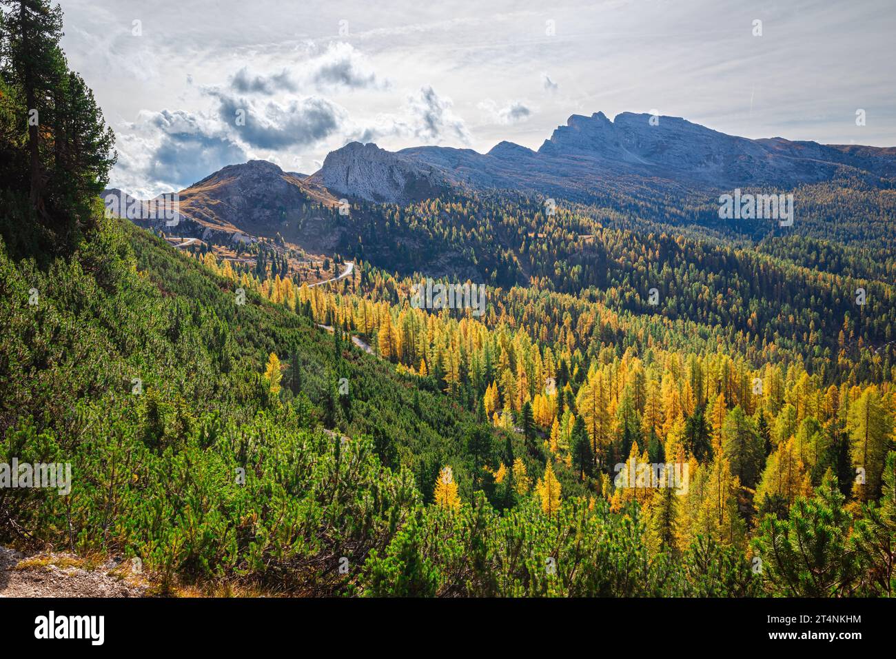 Lärchenwald mit herbstlichen Farben an Berghängen in den Dolomiten Stockfoto