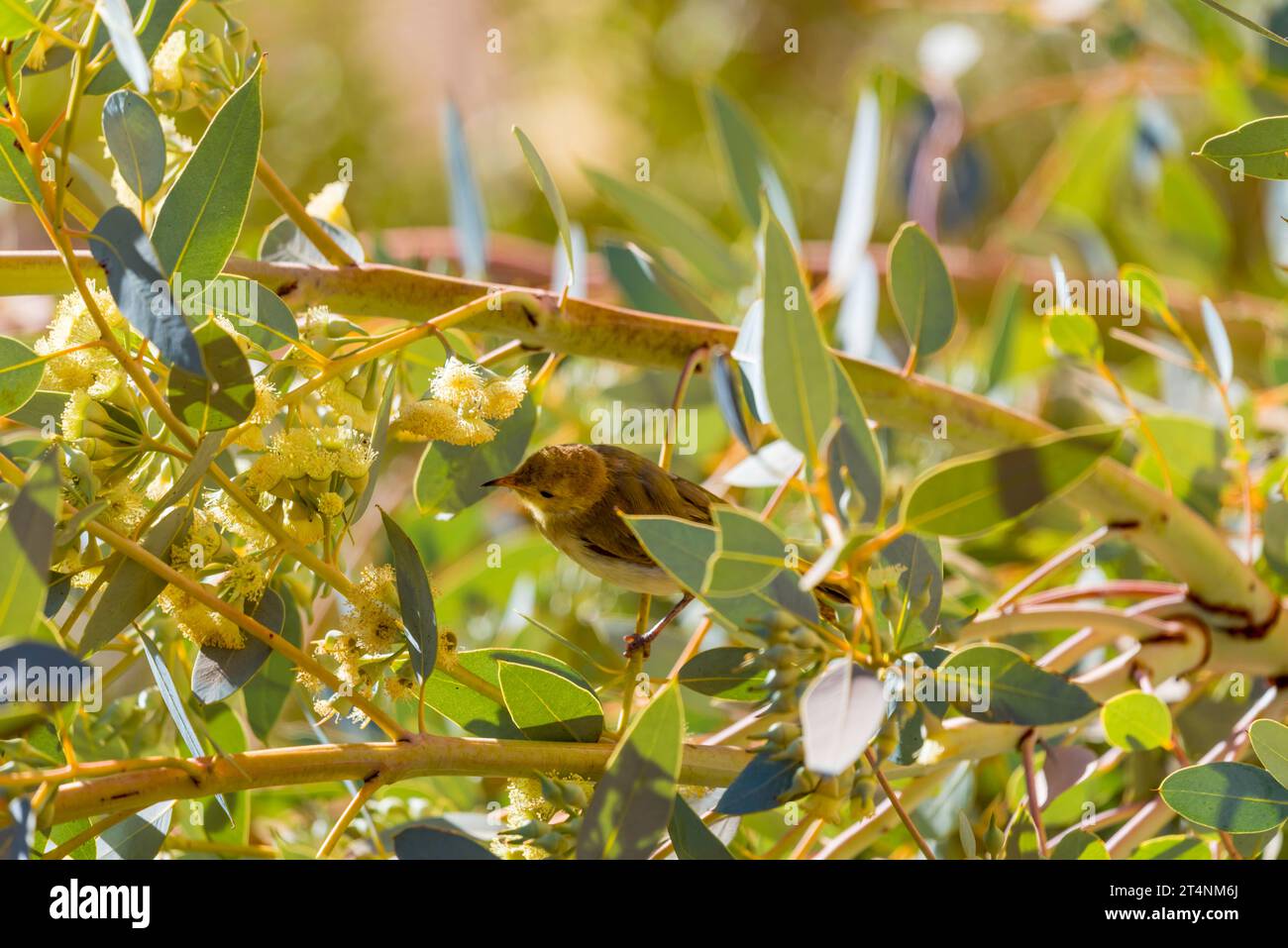 Eine Rotknospenmallee oder Dickblättrige Mallee (Eucalyptus pachyphylla) und eine weiß gefiederte Honeyeater (Ptilotula penicillata) Northern Territory, Australien Stockfoto