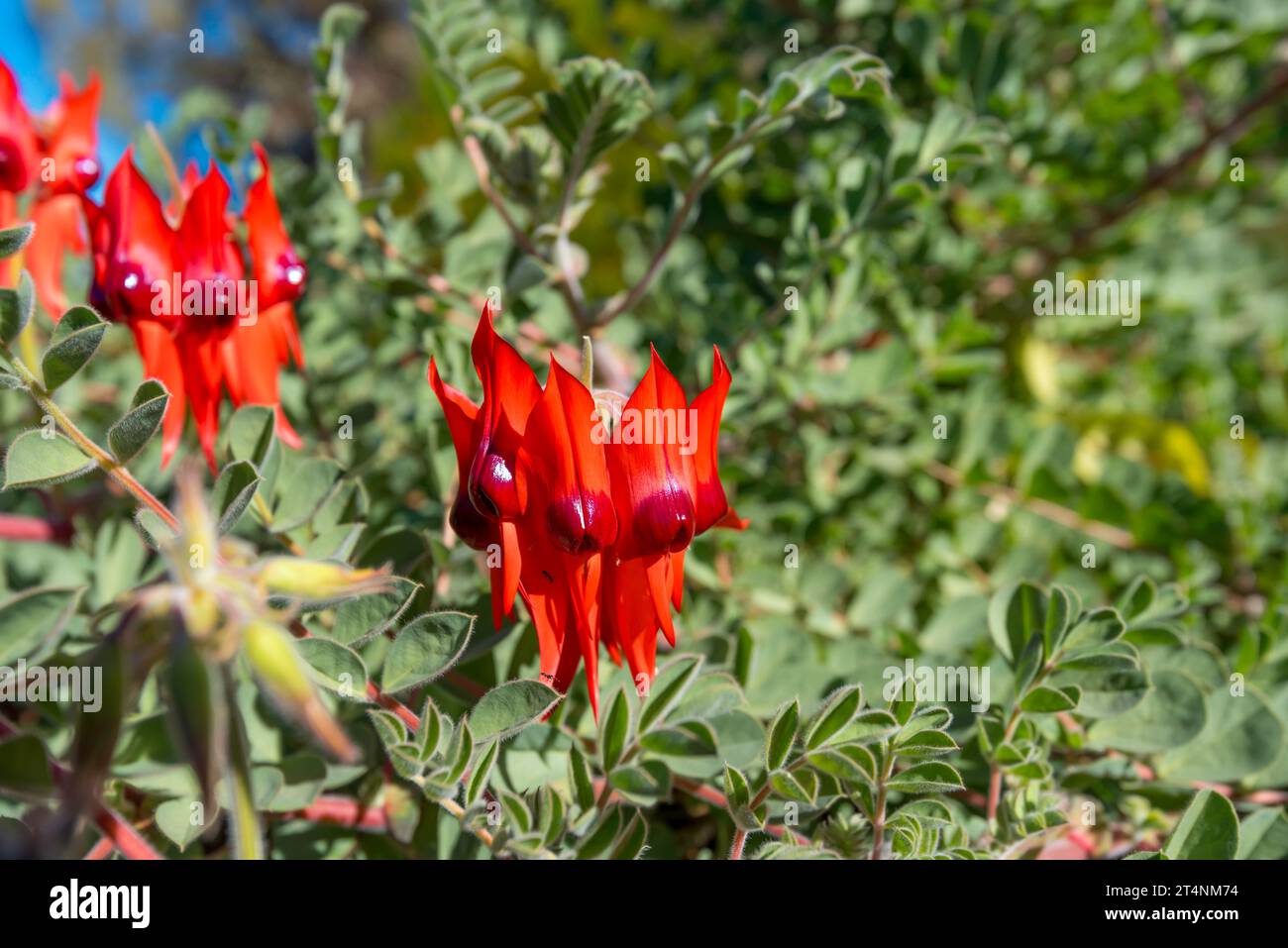 Eine leuchtend rot blühende Swainsona formosa, oder Sturt's Desert Pea, wächst in Yulara, Northern Territory, Australien Stockfoto