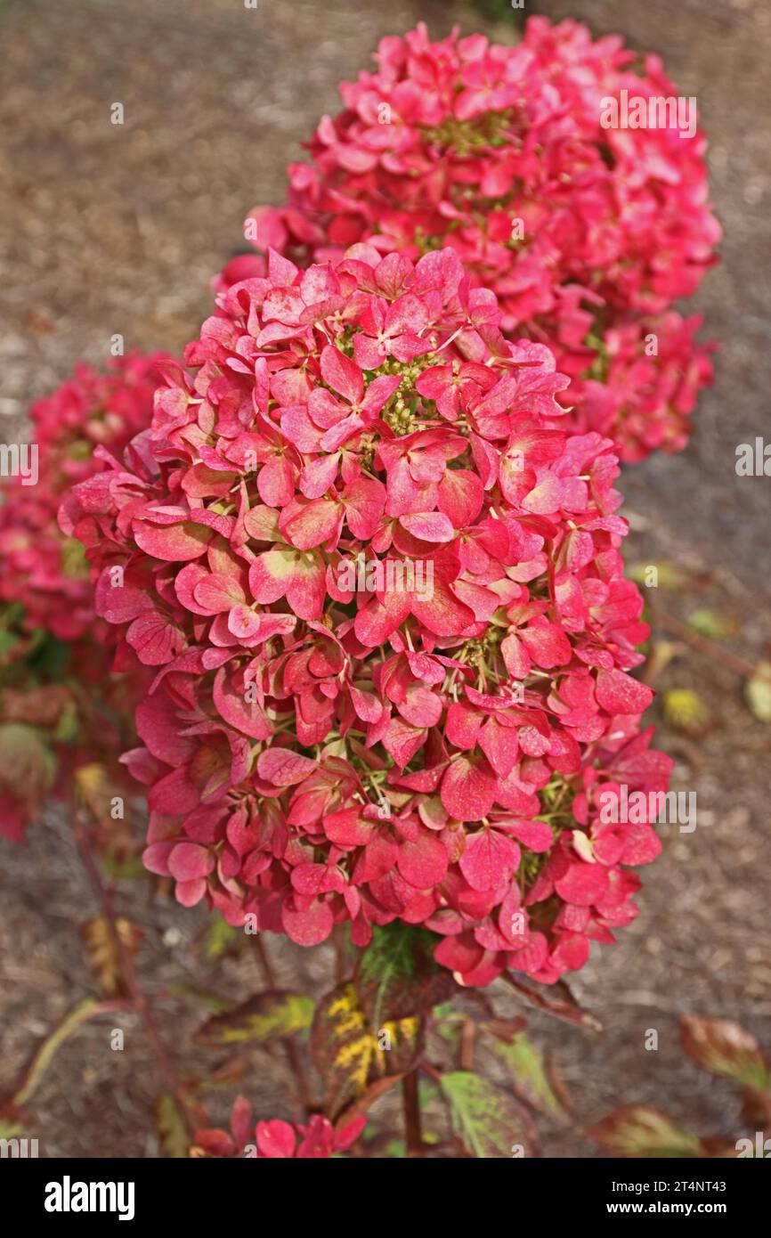 Hortensie Paniculata „Diamant Rouge Rendia“ Stockfoto