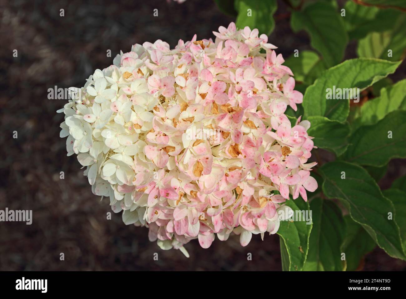 Hortensie Paniculata „Living Summer Love“ Stockfoto