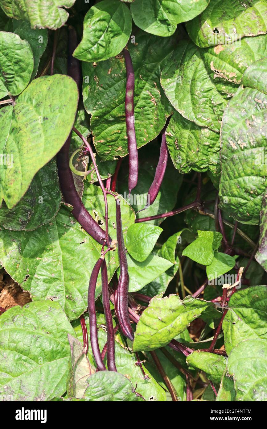 Klettern Sie Auf Französisch Bohnen, Phaseolus Vulgaris „Cosse Violette“ Stockfoto