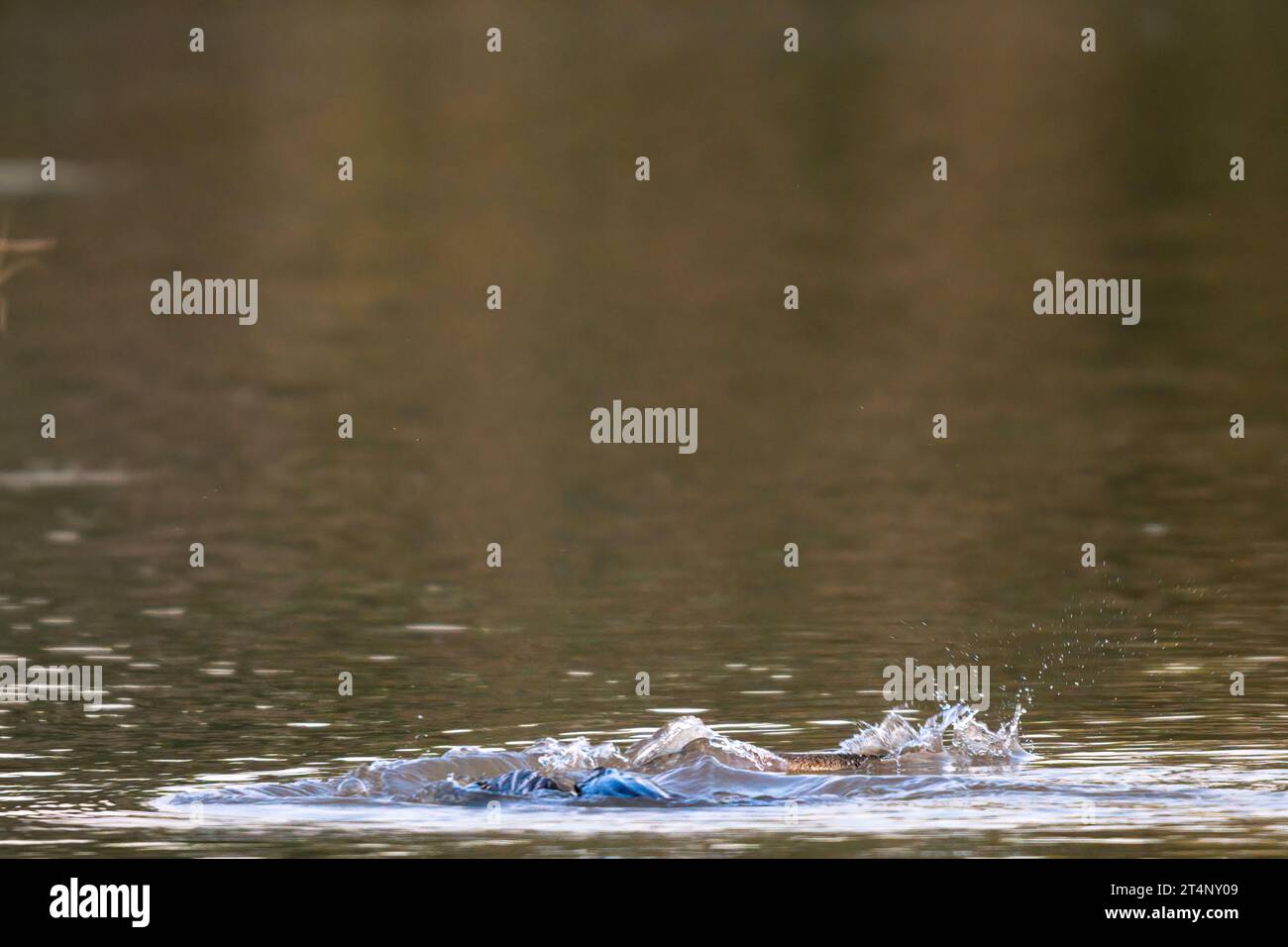 Der Darter floppt unter dem Wasser in der Niederlage CHANDIGARH, INDIEN AMÜSANTE Bilder zeigen einen Darter Vogel, der sein Abendessen nur für in die Luft wirft Stockfoto