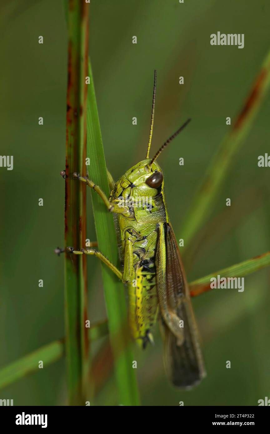 Natürliche vertikale Nahaufnahme des bedrohten großen Marsh Grasshoppers, Stethophyma grossum auf einem Zweig Stockfoto