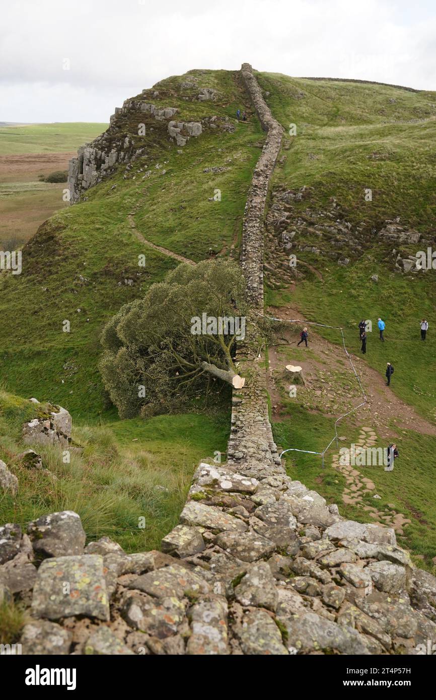 Aktenfoto vom 29. April 09/23 vom gefällten Sycamore Gap Baum, an der Hadrian's Wall in Northumberland. Zwei Männer wurden im Zusammenhang mit dem Fällen des weltberühmten Baumes verhaftet, sagte die Polizei von Northumbria. Der Baum in Northumberland, von dem angenommen wird, dass er etwa 300 Jahre alt war, wurde zwischen dem 27. Und 28. September über Nacht gefällt, was die Polizei als absichtlichen Akt des Vandalismus ansieht. Ausgabedatum: Mittwoch, 1. November 2023. Stockfoto