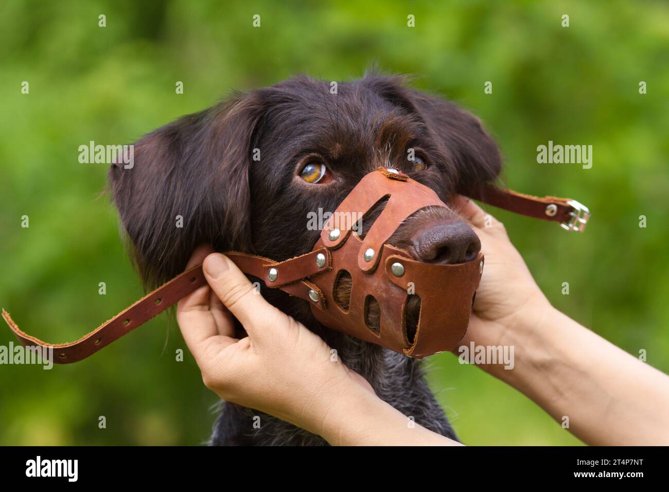 Die Hände des Besitzers haben einen ledernen Maulkorb auf einen frechen jungen Hund gelegt Stockfoto