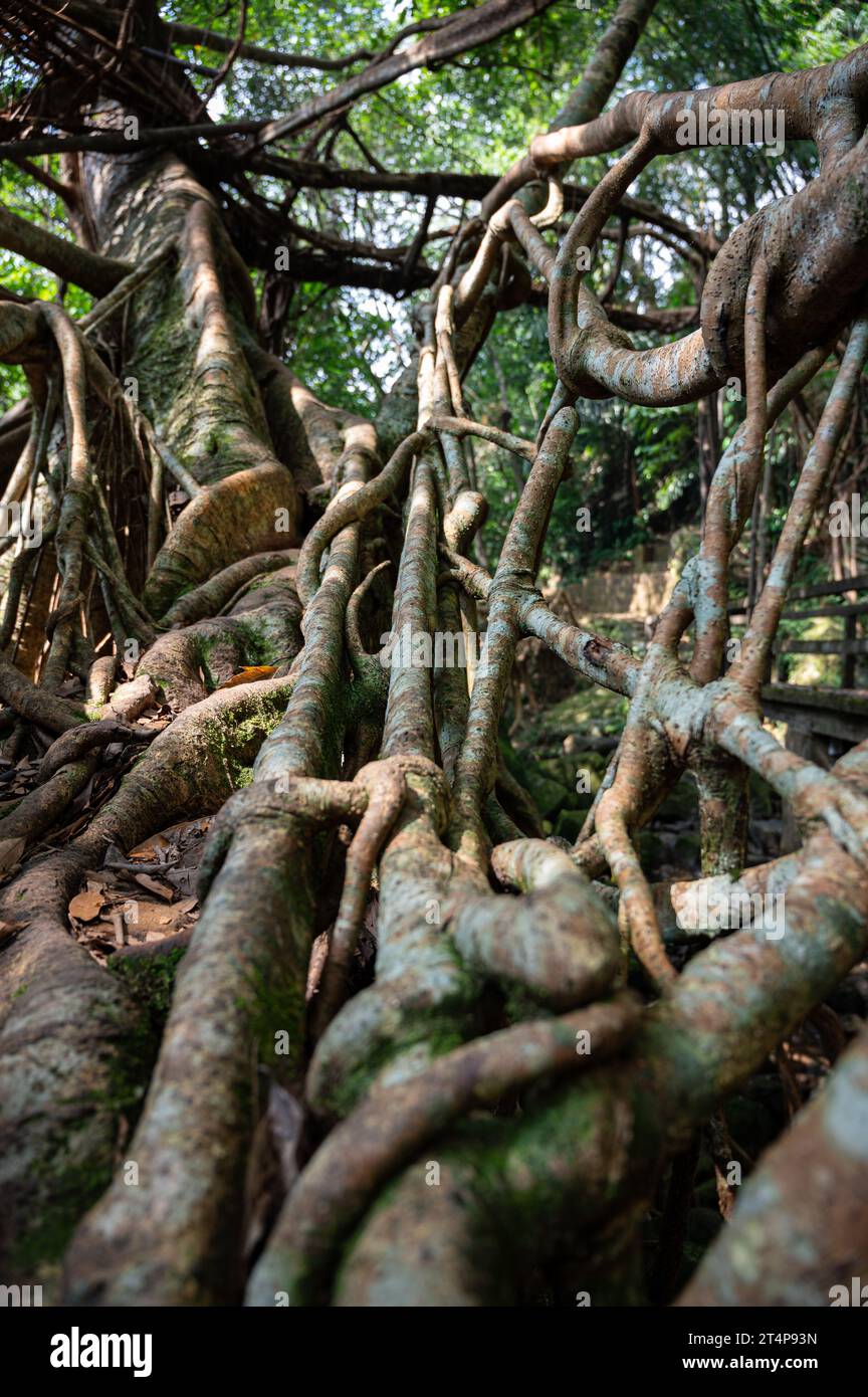 Nahaufnahme der Umkar lebenden Wurzelbrücke im Dschungel von Maghalaya, Indien Stockfoto