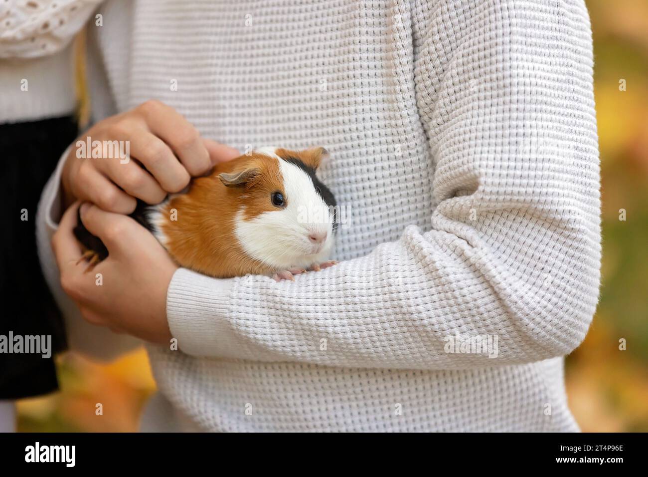 Kinderhände, Meerschweinchen im Freien halten, Herbstzeit Stockfoto