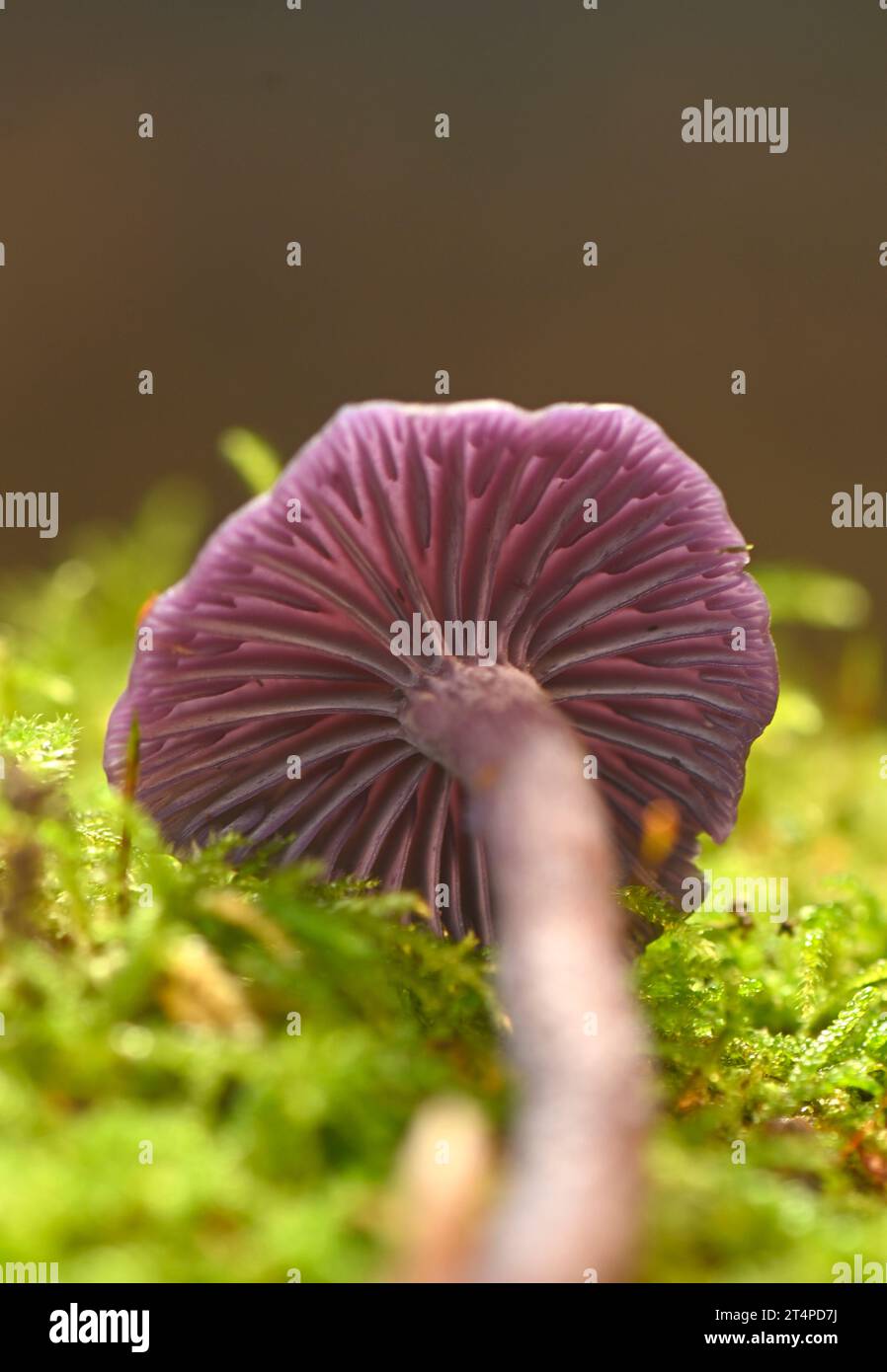 Amethyst Deceiver: Laccaria amethystina. Surrey, Großbritannien Stockfoto