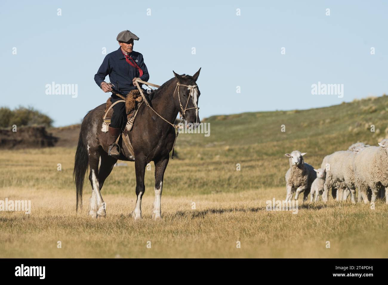 Gaucho Cowboy auf einem Pferd, das Schafe auf einer Ranch in Argentinien hütet Stockfoto