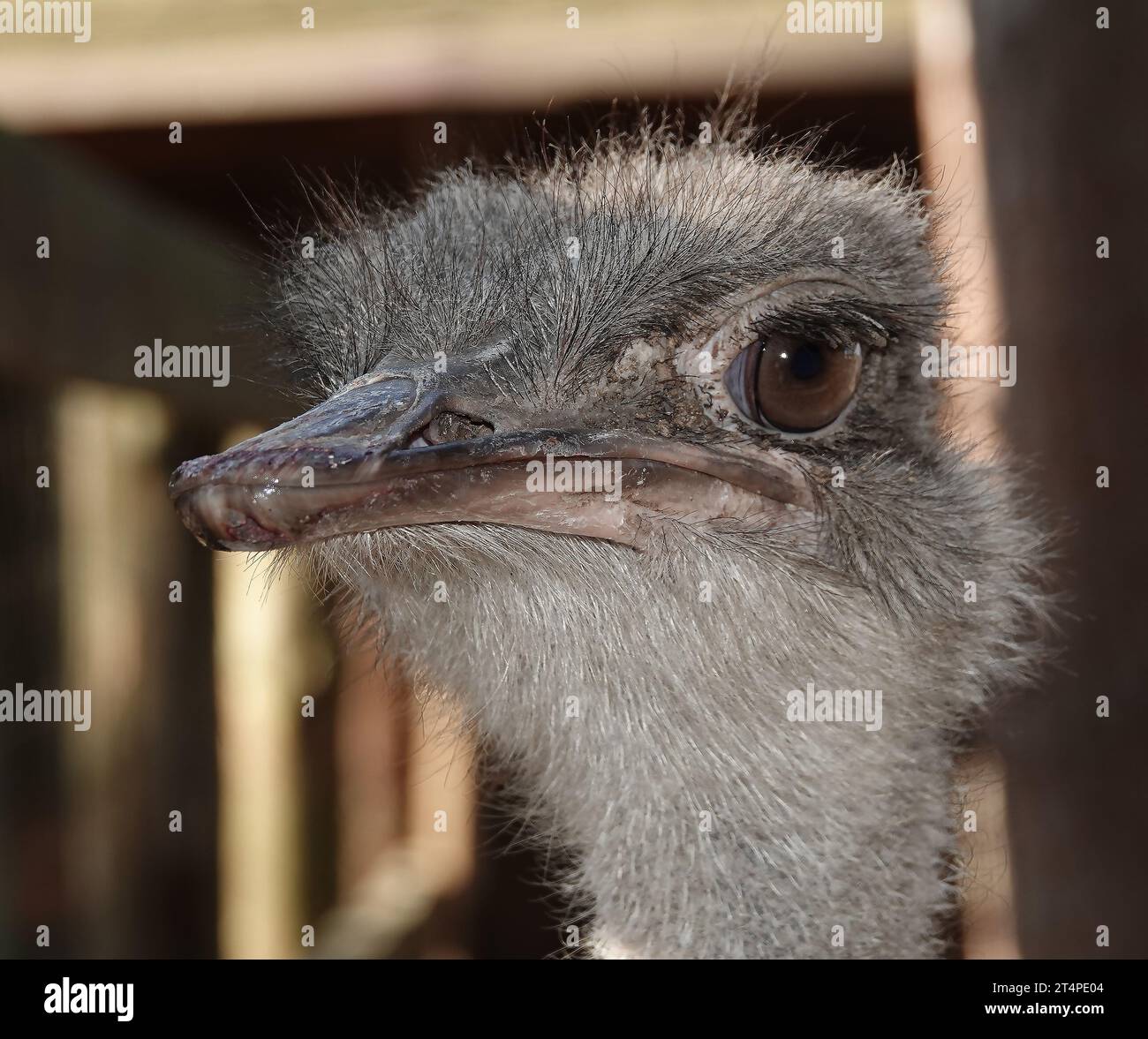 Der Strauß ist ein großer, laufvögeliger, flugunfähiger Vogel aus der Familie der Strauße; sein wissenschaftlicher Name aus dem Griechischen bedeutet Kamelsperling. Stockfoto