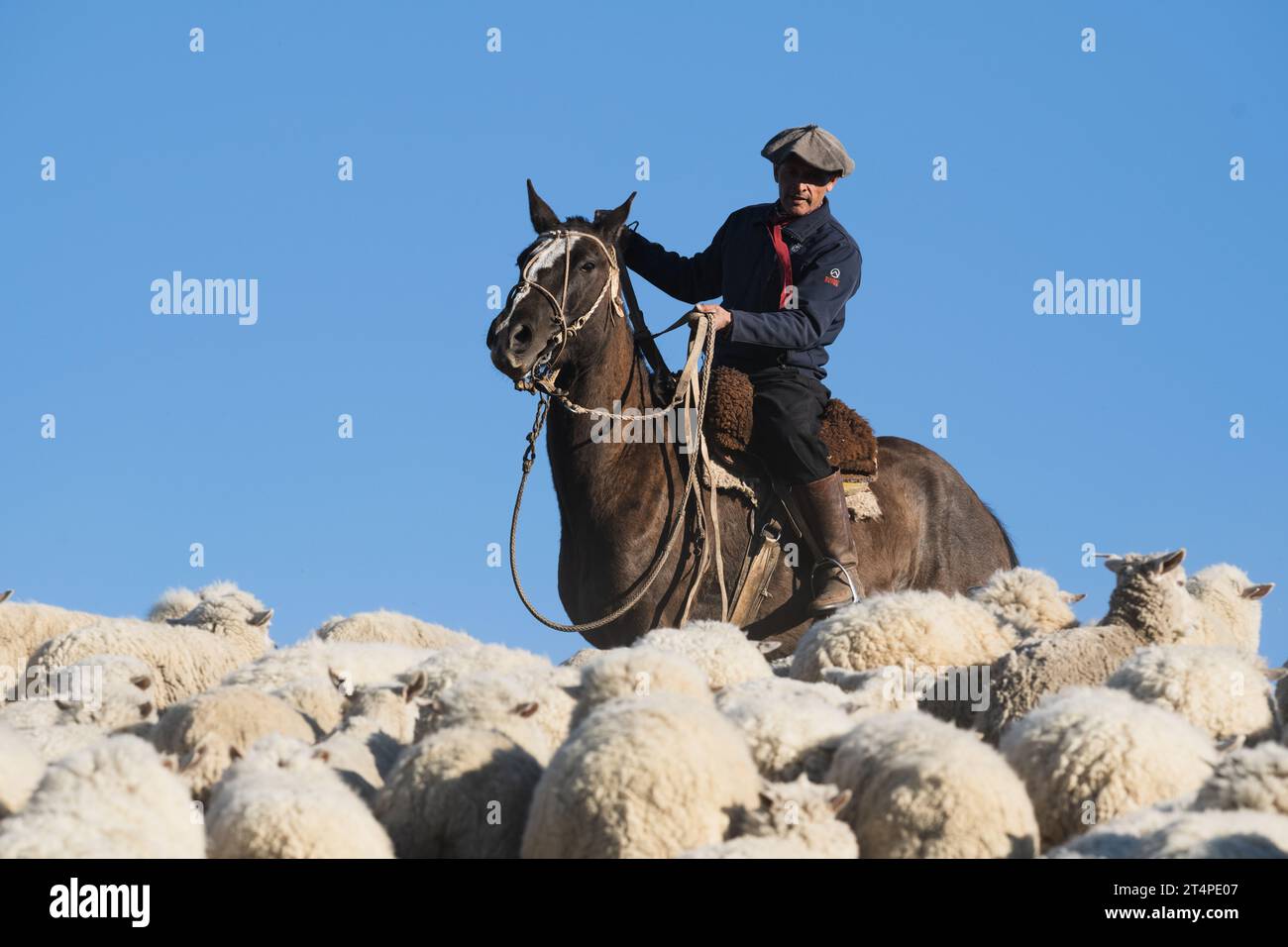 Gaucho Cowboy auf einem Pferd, das Schafe auf einer Ranch in Argentinien hütet Stockfoto