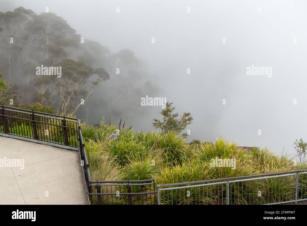 Blue Mountains in Australien: Regenwald im Nebel Stockfoto