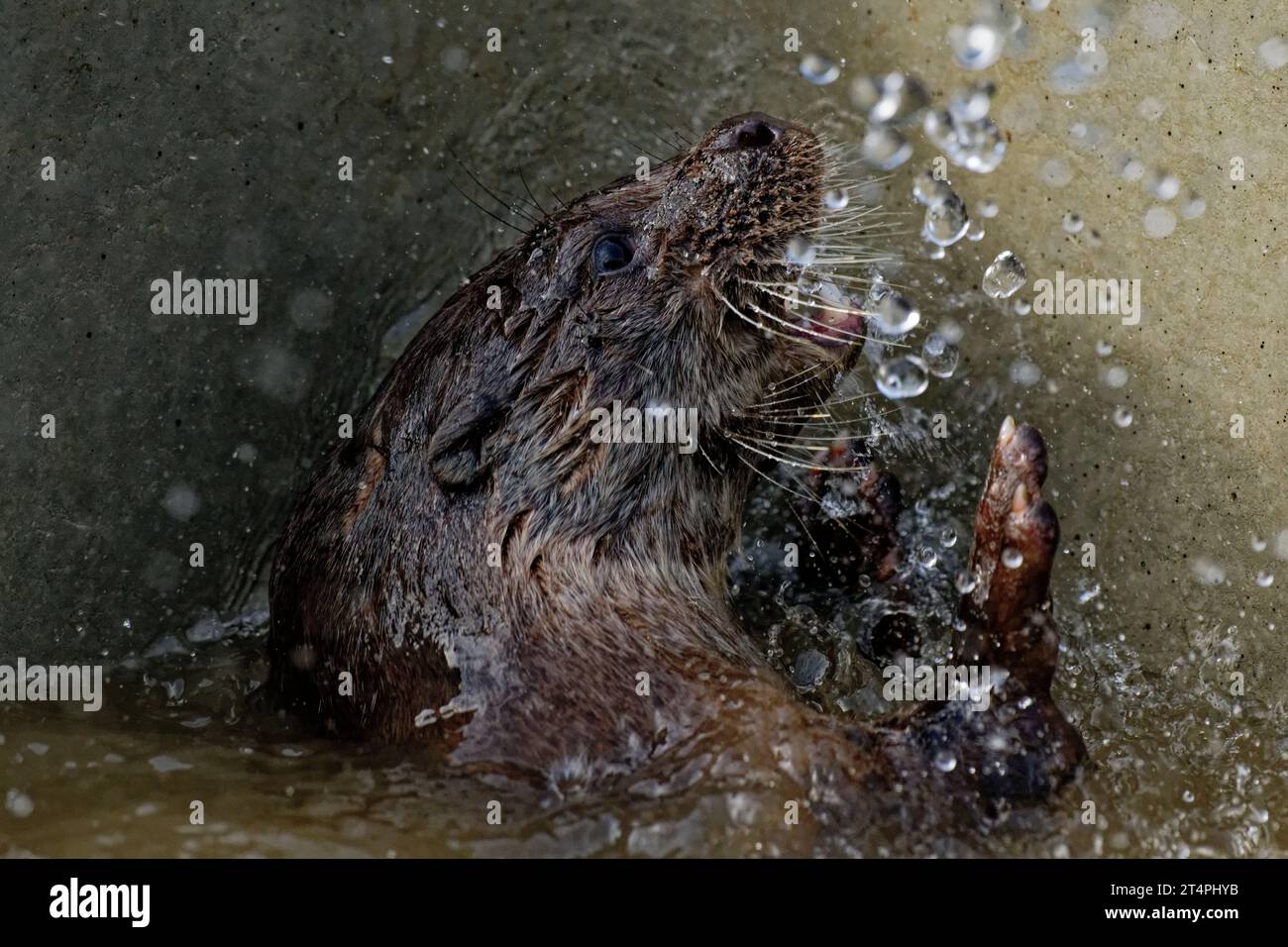 Eurasischer Otter (Lutra lutra) Erwachsene schwimmen unter Wasserspray. Stockfoto