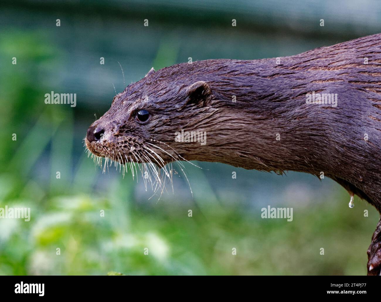 Eurasischer Otter (Lutra lutra) Erwachsenenporträt mit langen Whiskern. Stockfoto